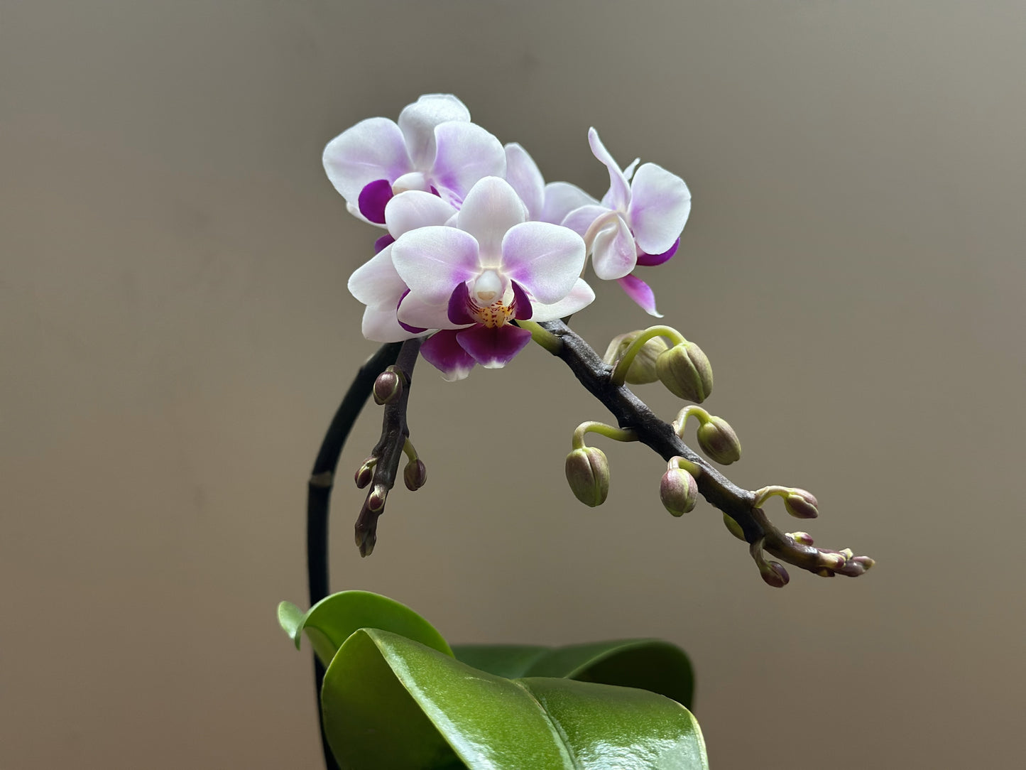 Multiflora Heartbeat