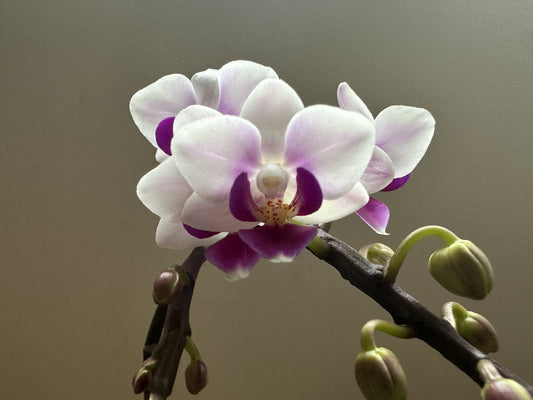 Multiflora Heartbeat