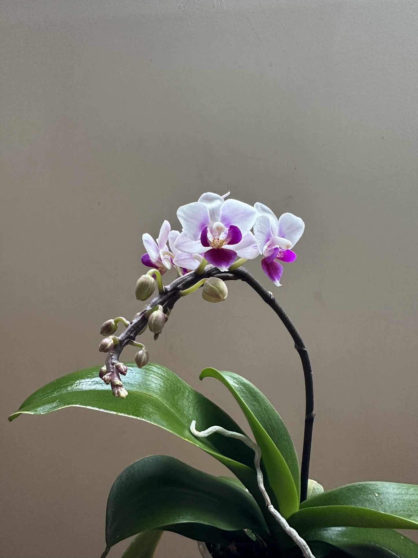 Multiflora Heartbeat