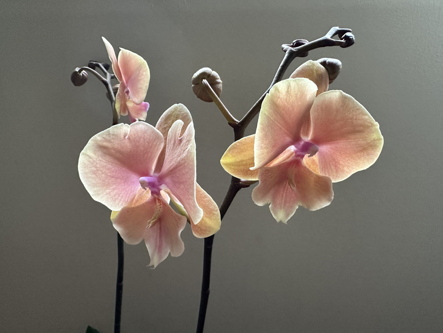 Orquídea Grande Fairy Pumpkin