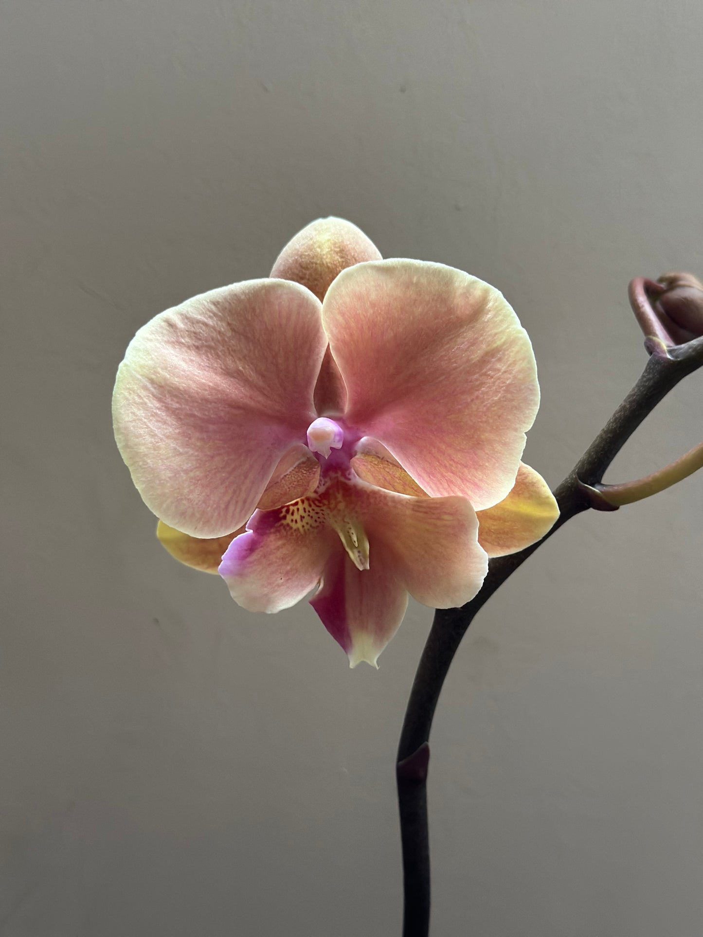Orquídea Grande Fairy Pumpkin