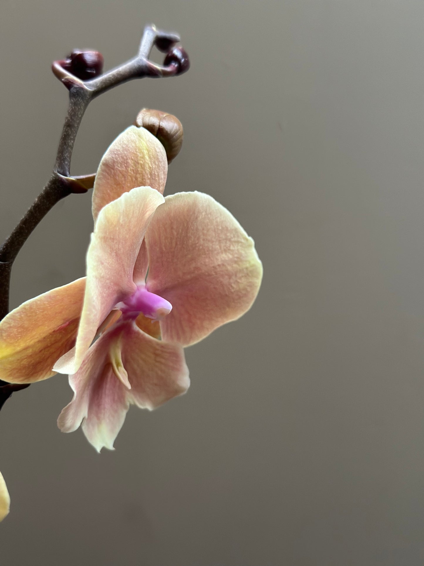 Orquídea Grande Fairy Pumpkin