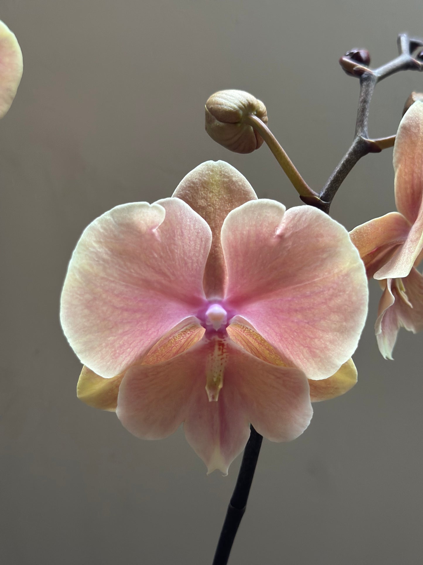 Orquídea Grande Fairy Pumpkin