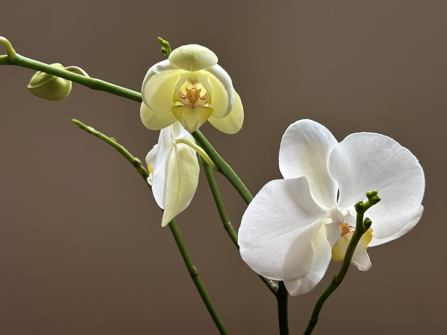Orquídea Grande Lightbringer