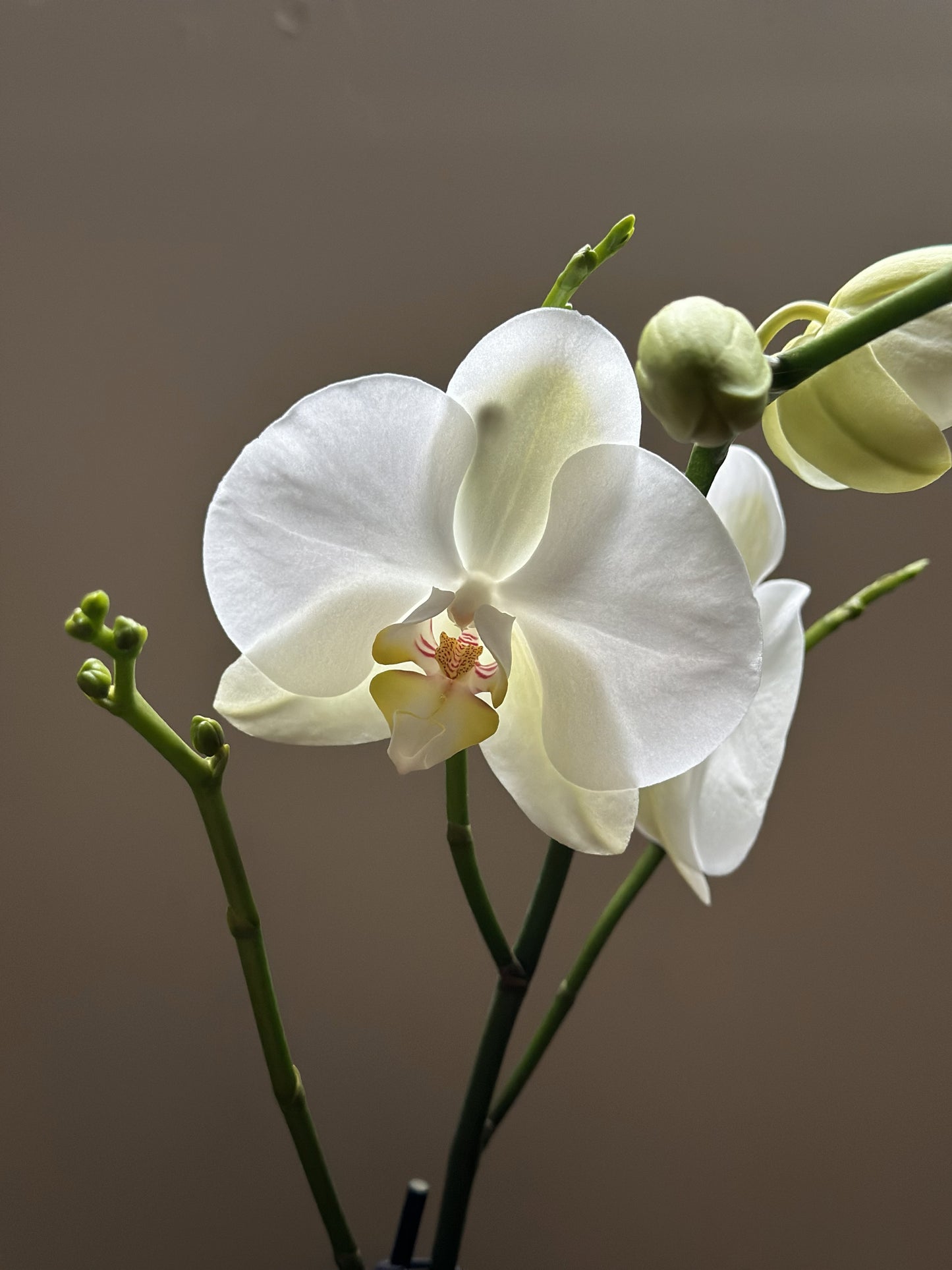 Orquídea Grande Lightbringer