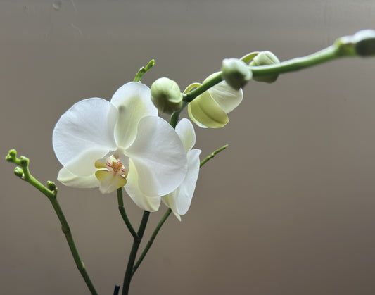 Orquídea Grande Lightbringer