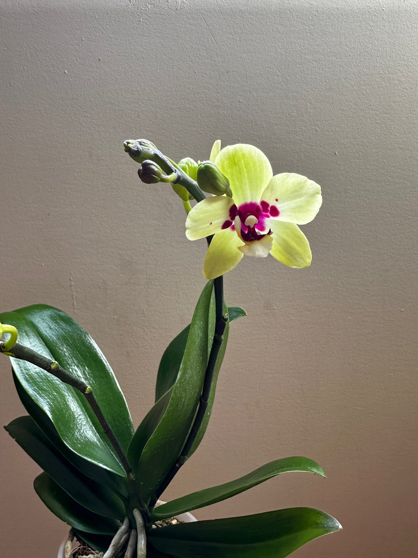 Multiflora Spring Jewel