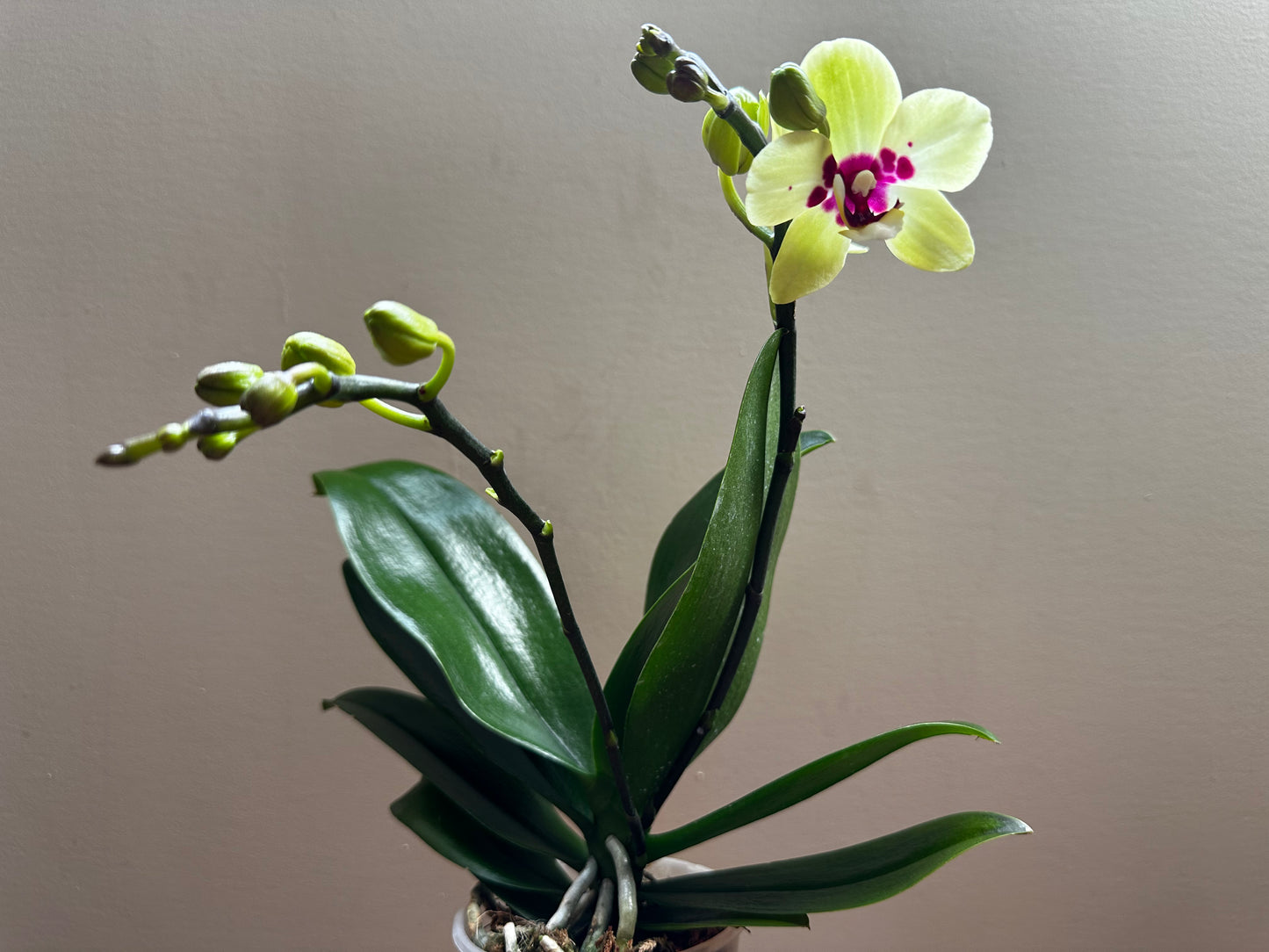 Multiflora Spring Jewel