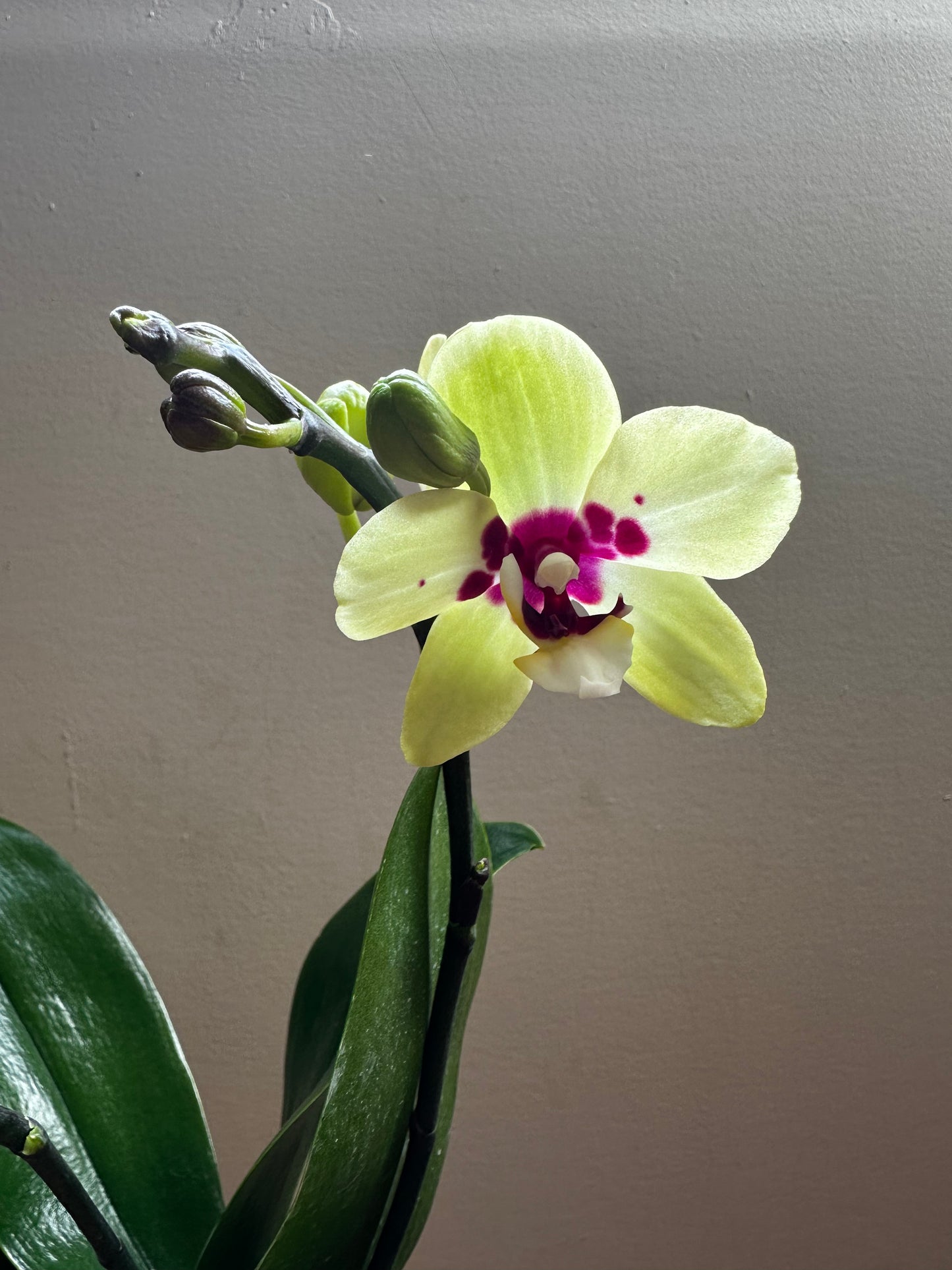 Multiflora Spring Jewel