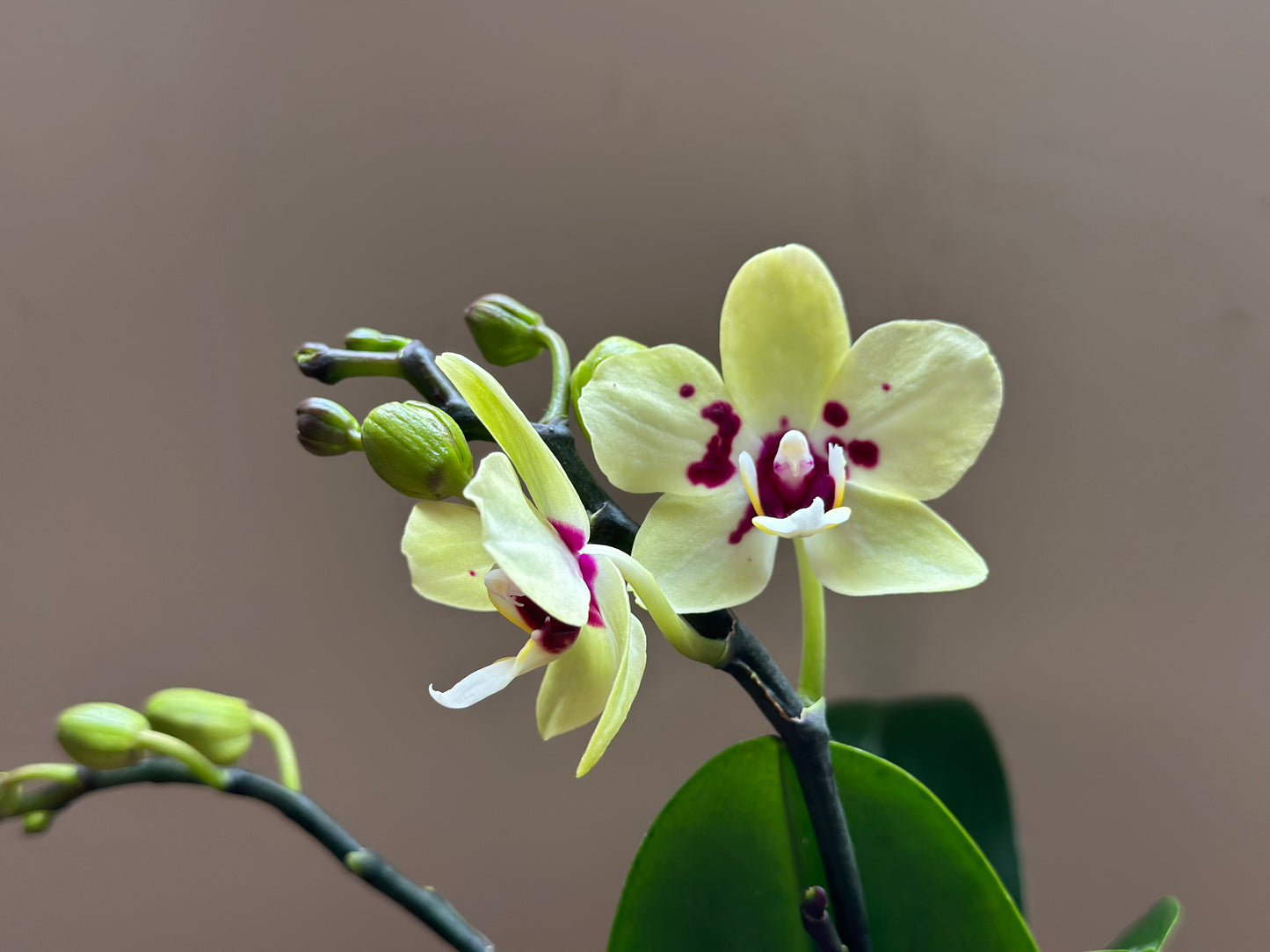 Multiflora Spring Jewel