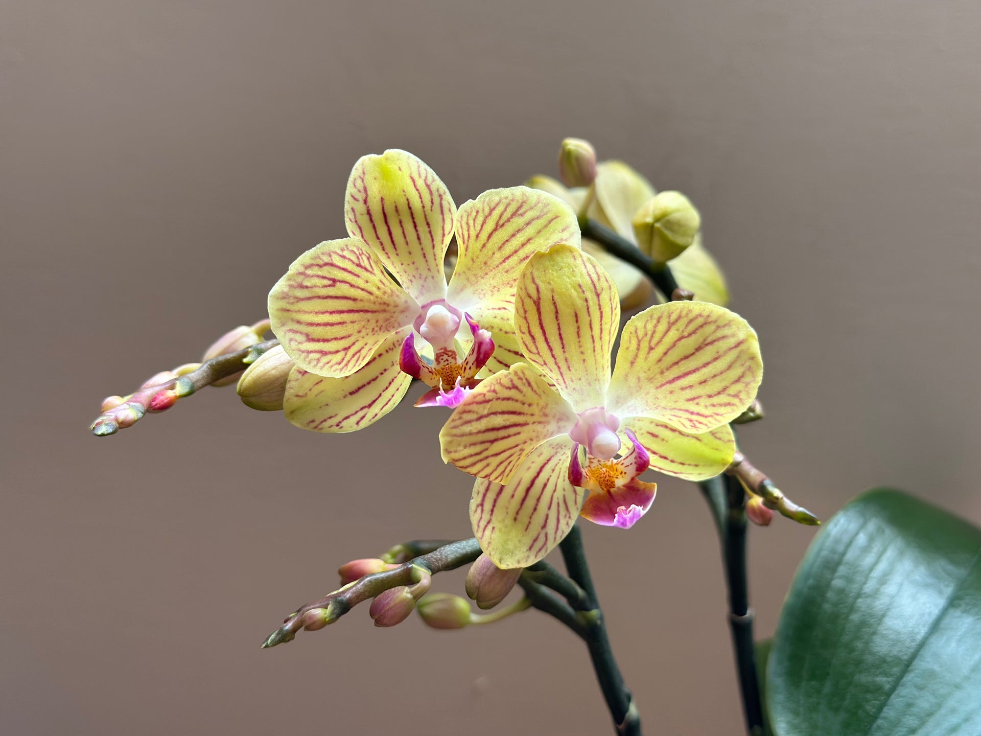 Multiflora Babygold