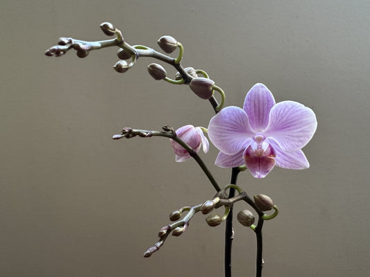 Multiflora Fairy Lady