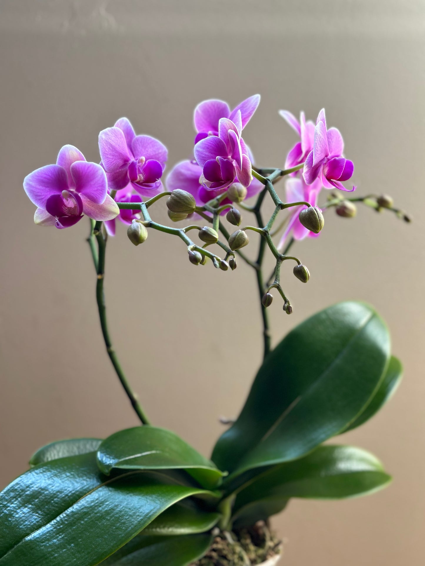 Multiflora Pink Wedding