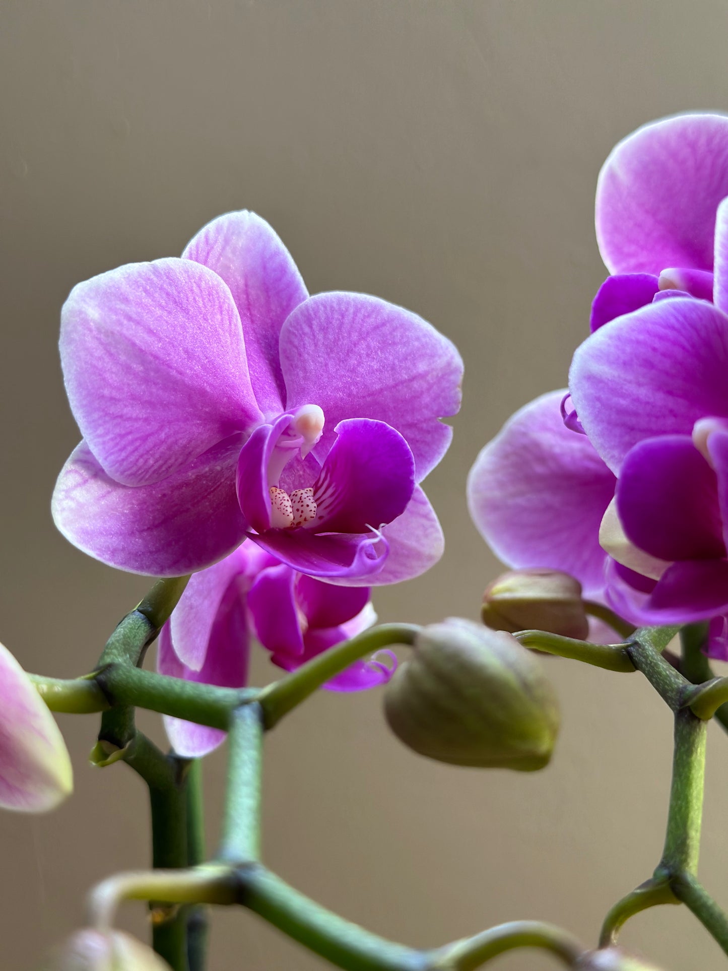 Multiflora Pink Wedding