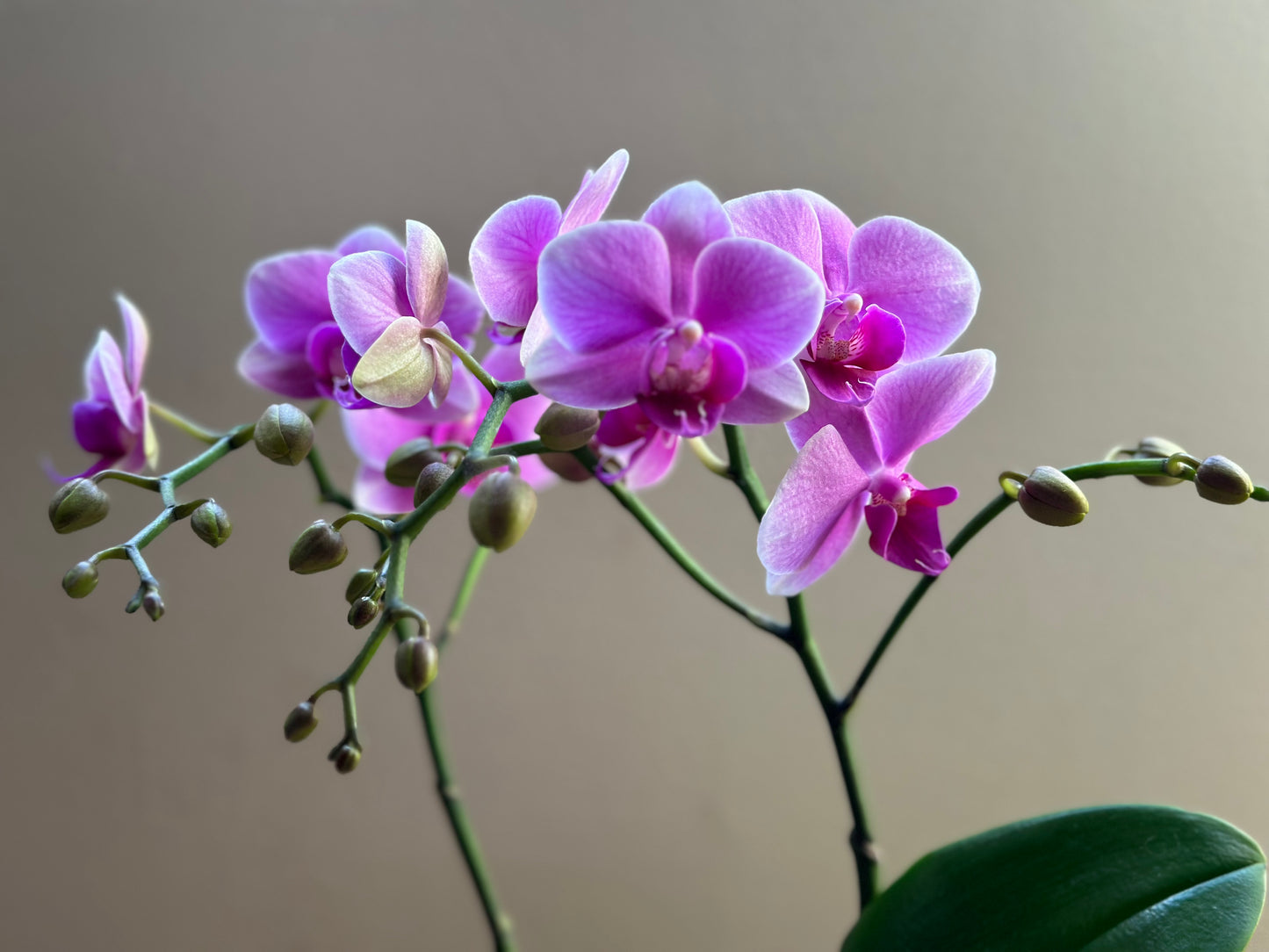 Multiflora Pink Wedding