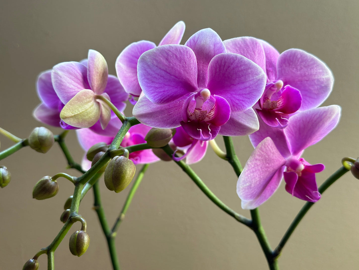 Multiflora Pink Wedding