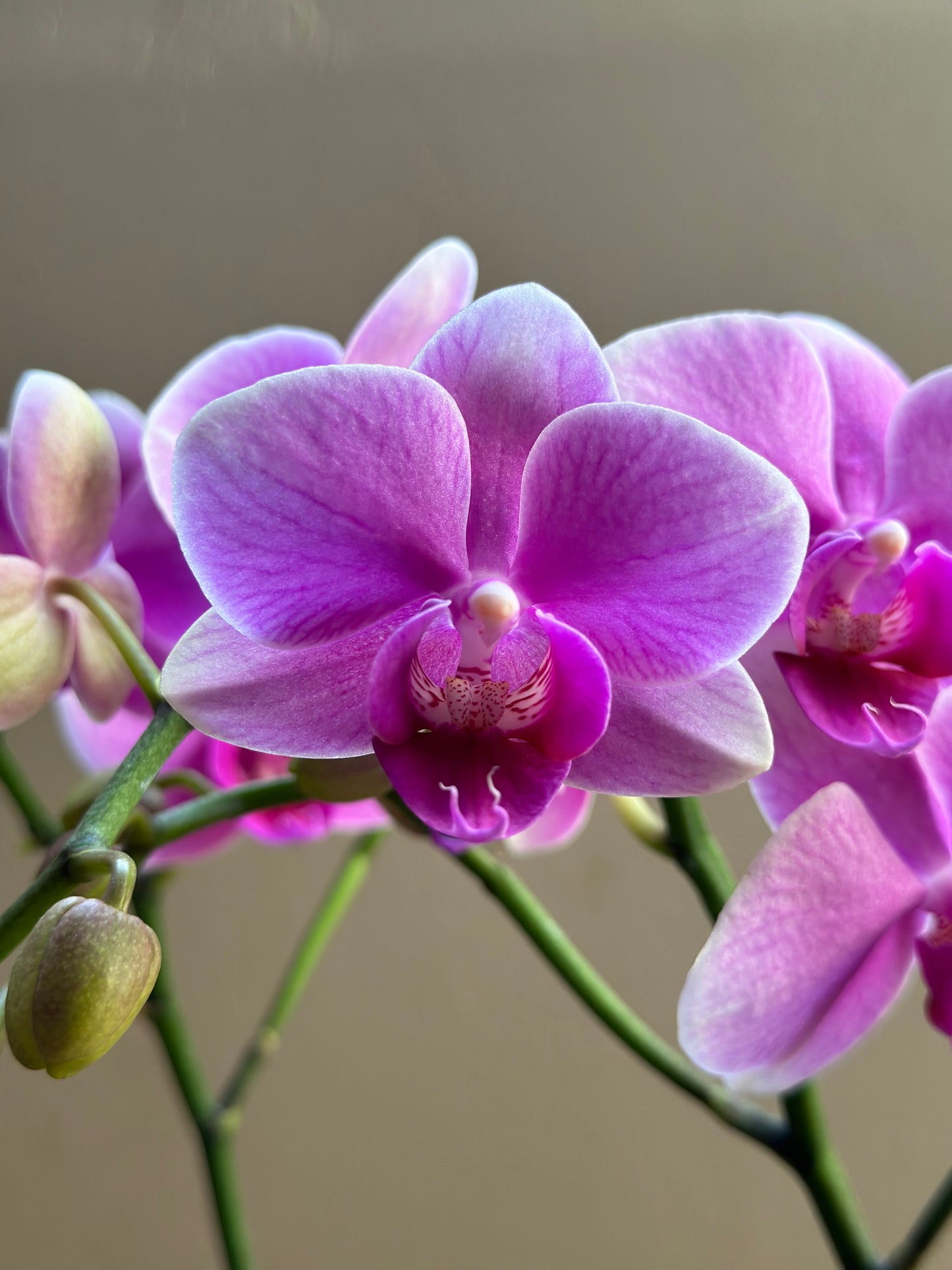 Multiflora Pink Wedding