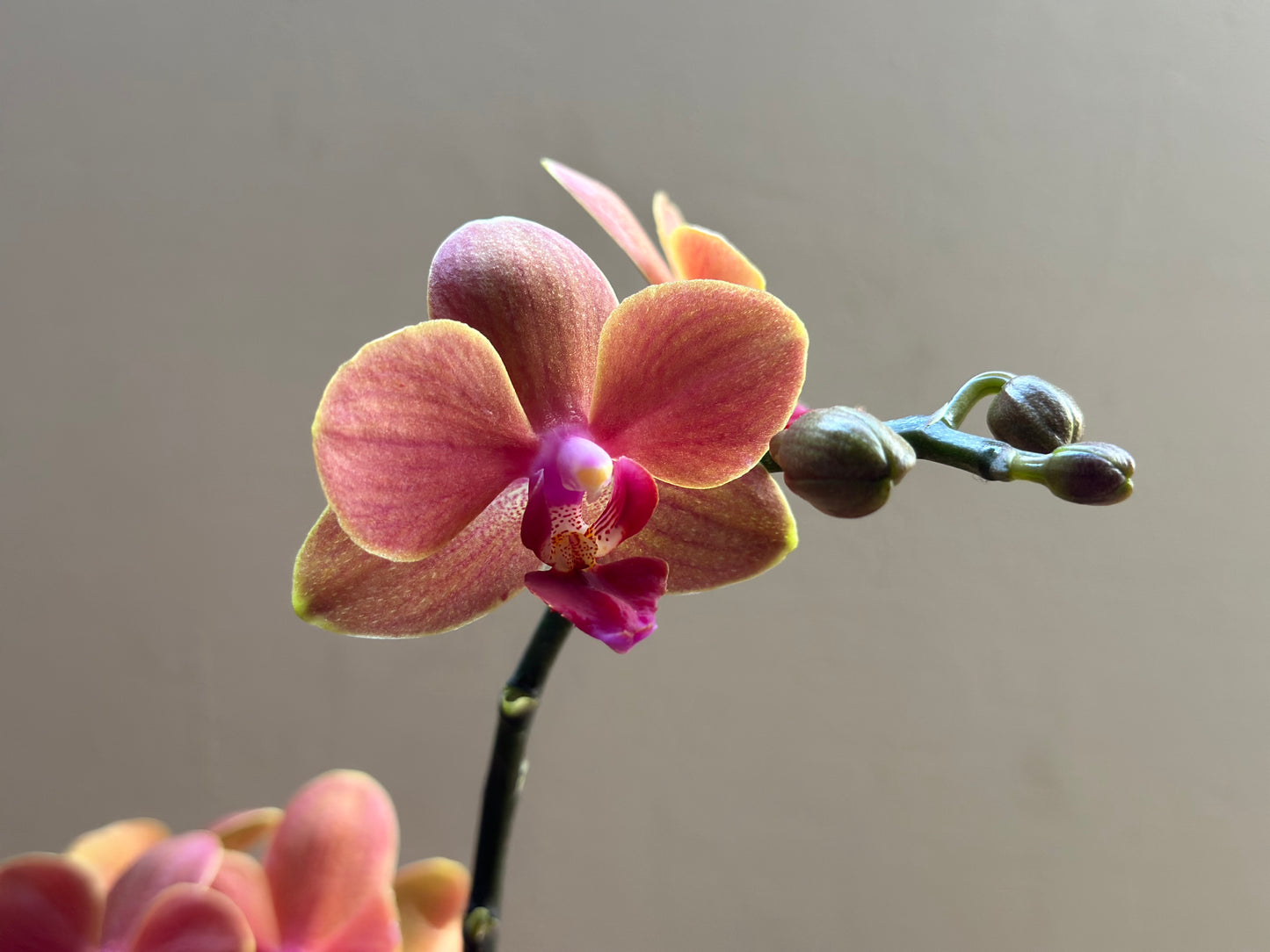 Multiflora Surf Song