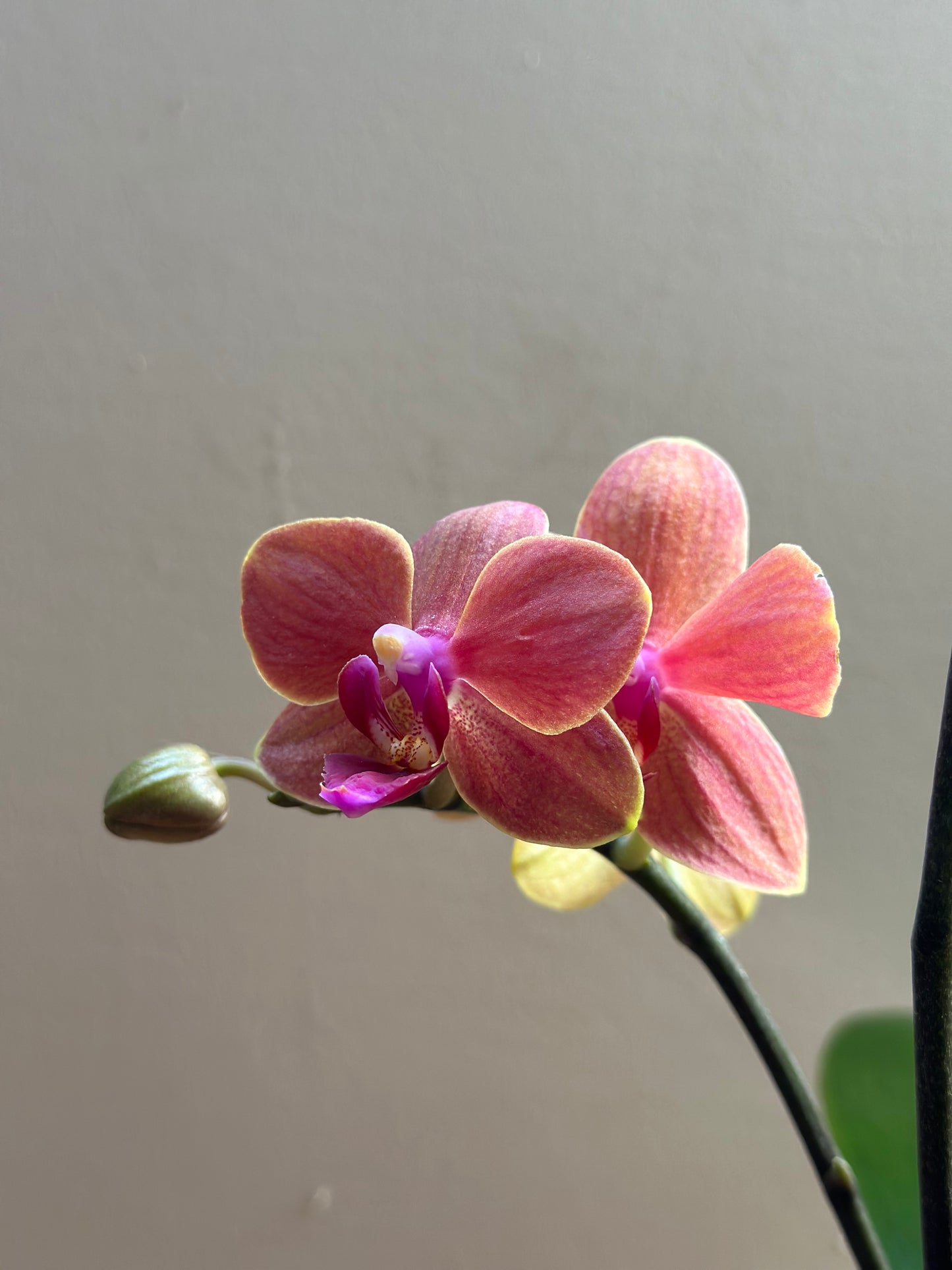 Multiflora Surf Song