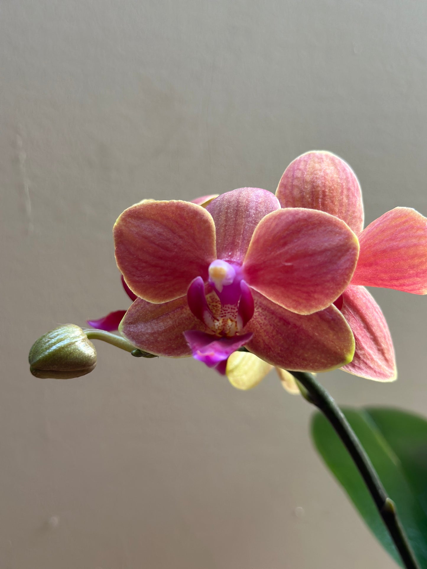 Multiflora Surf Song