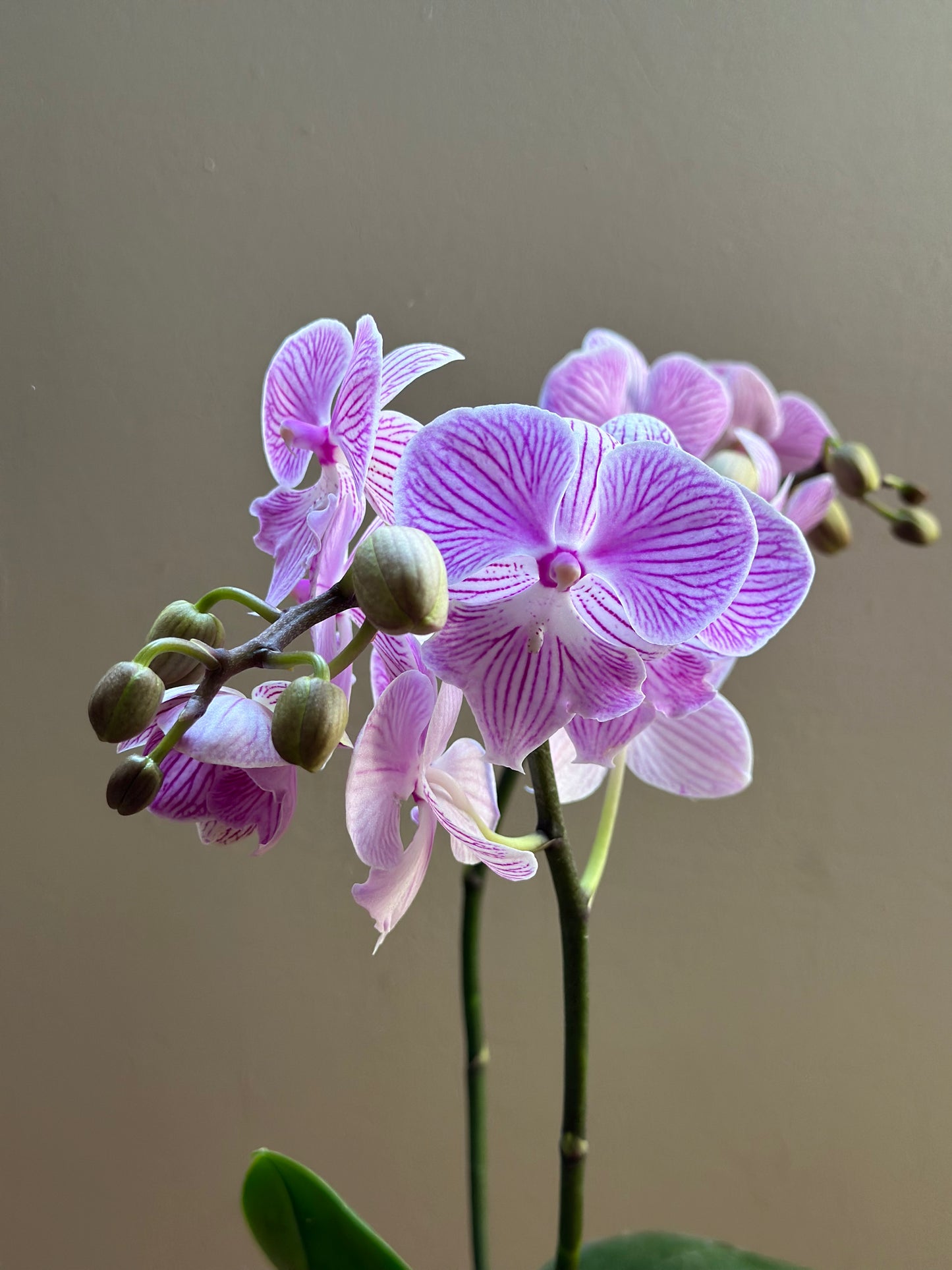 Multiflora Royal Manta