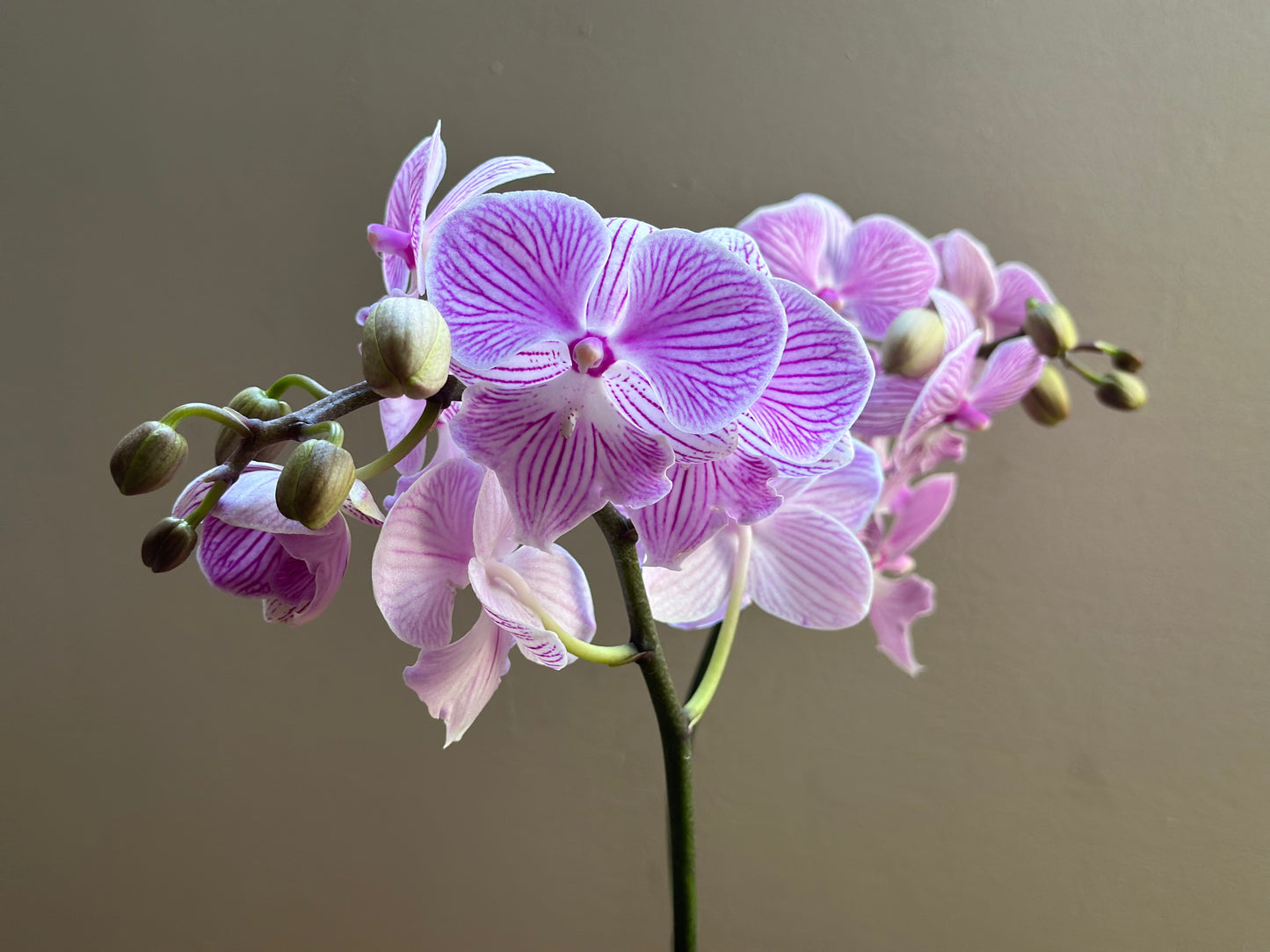 Multiflora Royal Manta