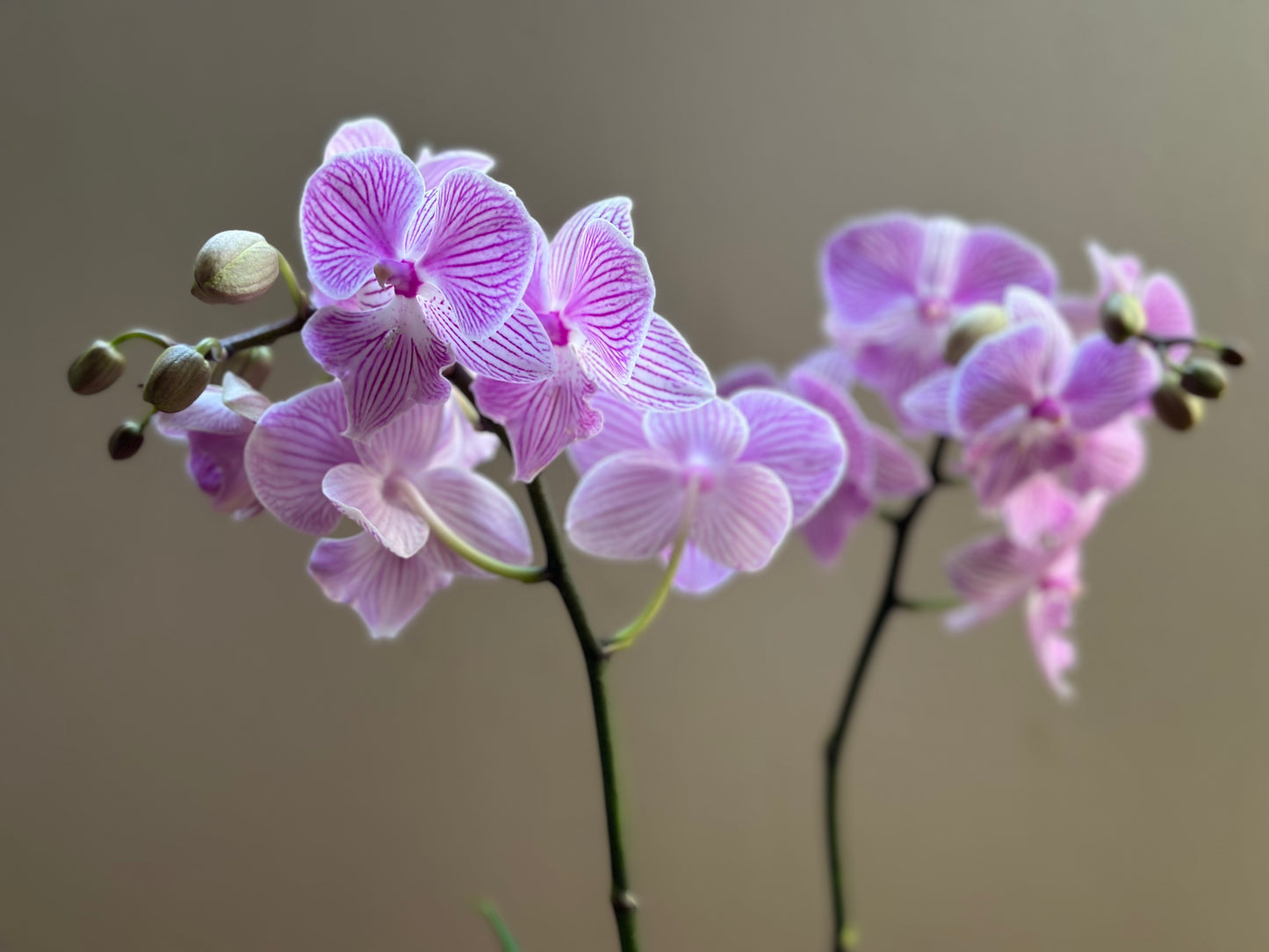 Multiflora Royal Manta