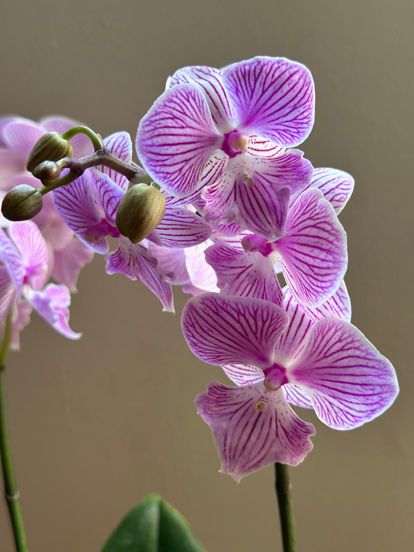 Multiflora Royal Manta