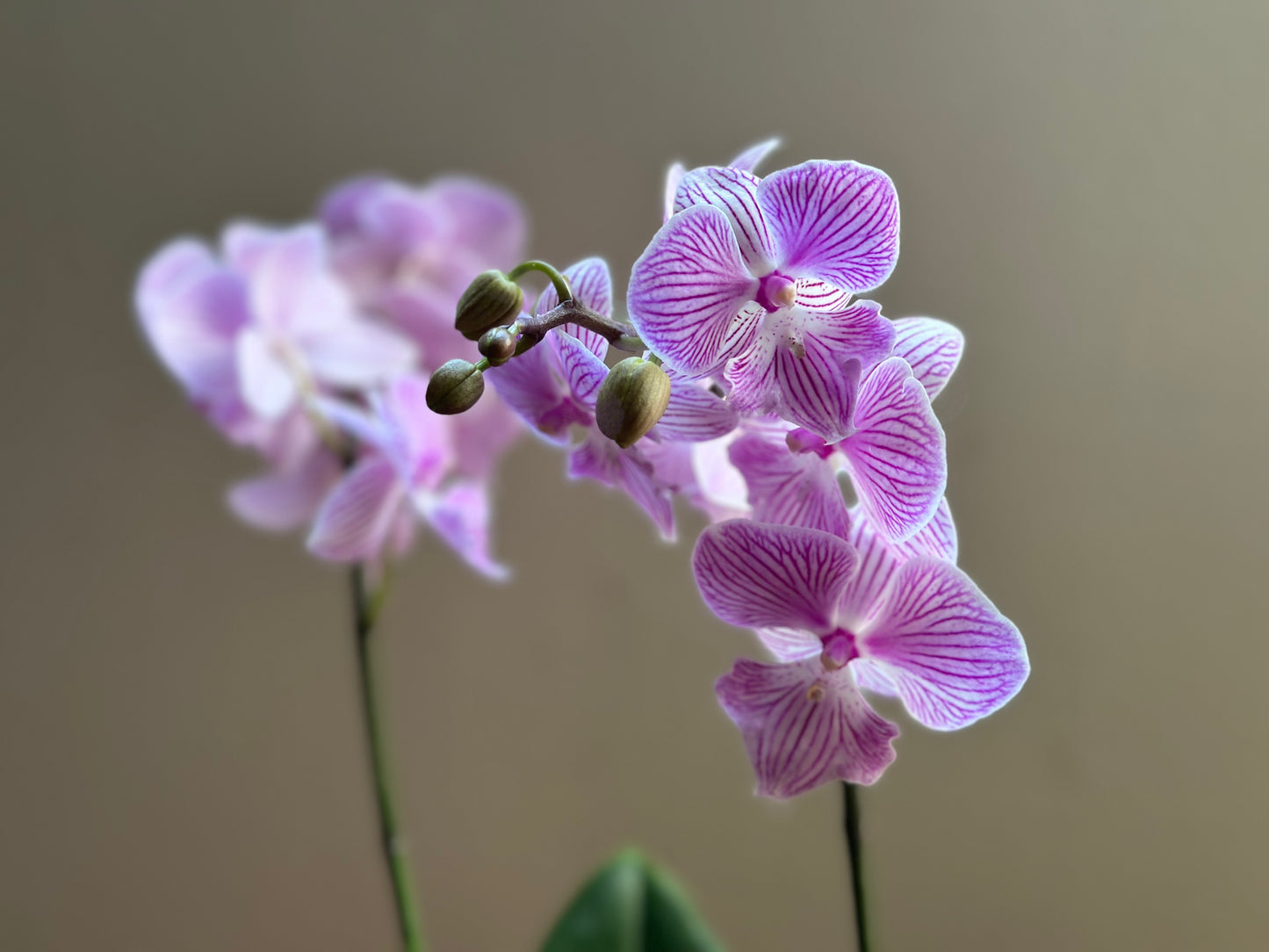 Multiflora Royal Manta
