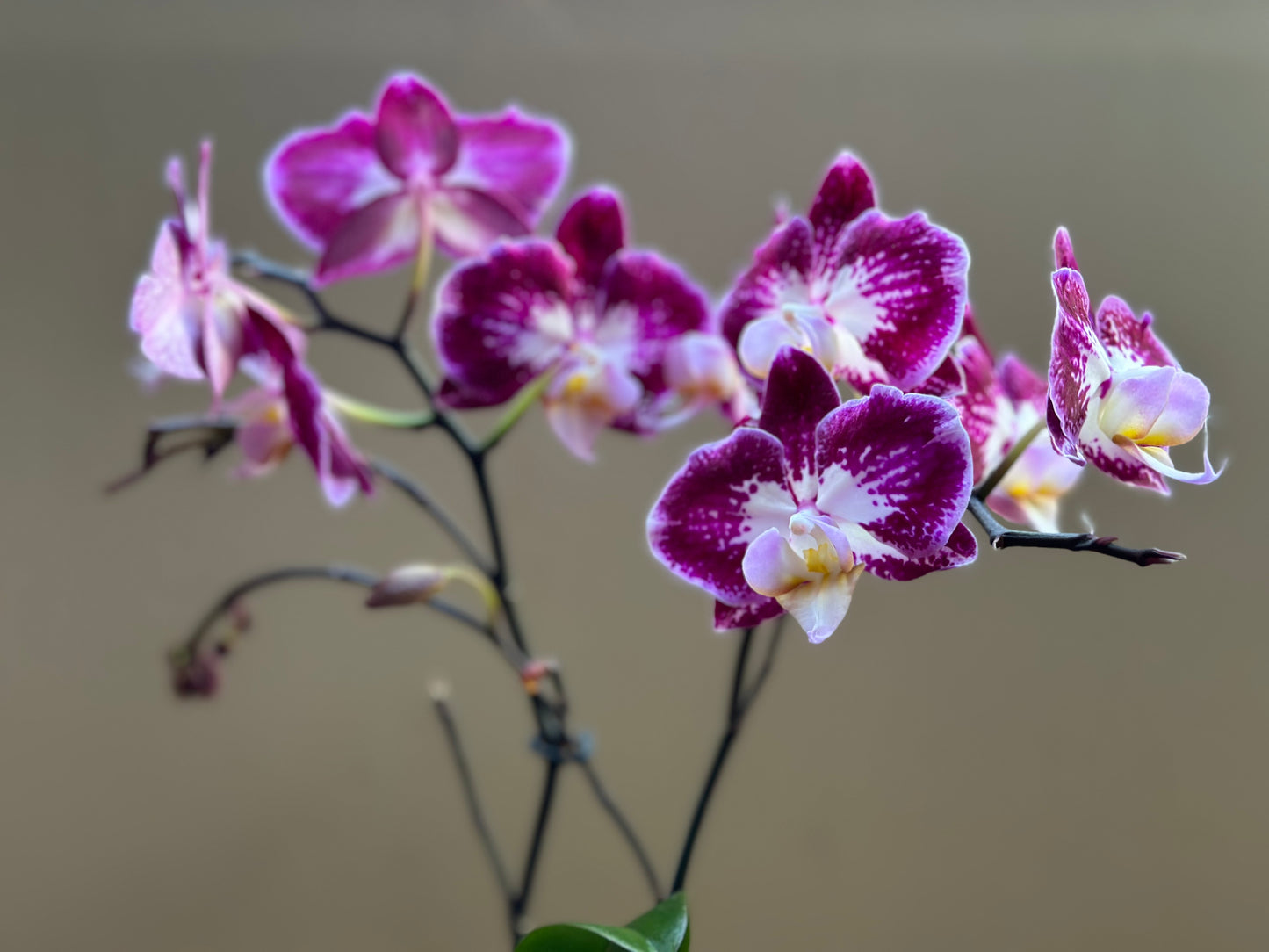 Multiflora Papillón