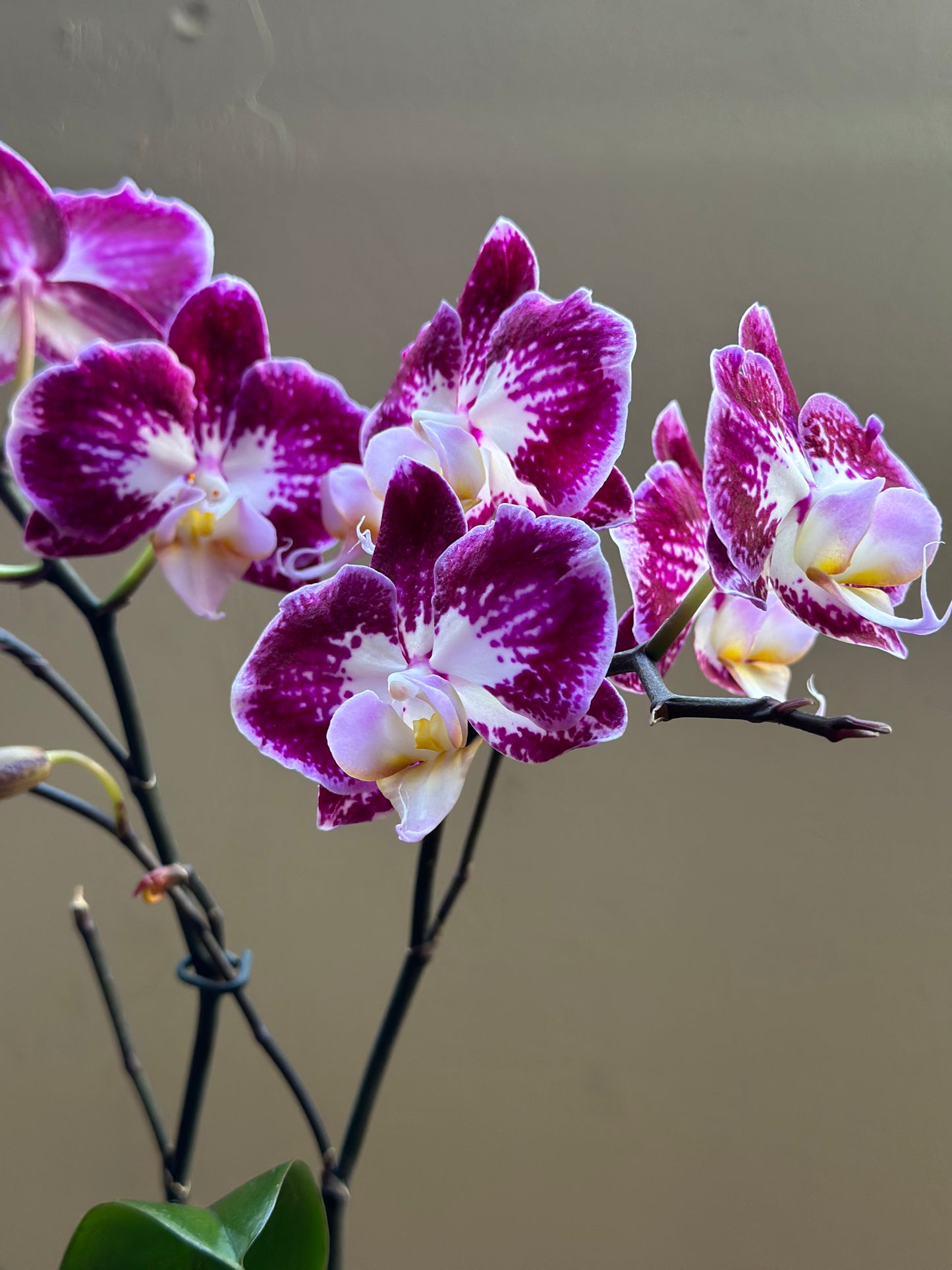 Multiflora Papillón