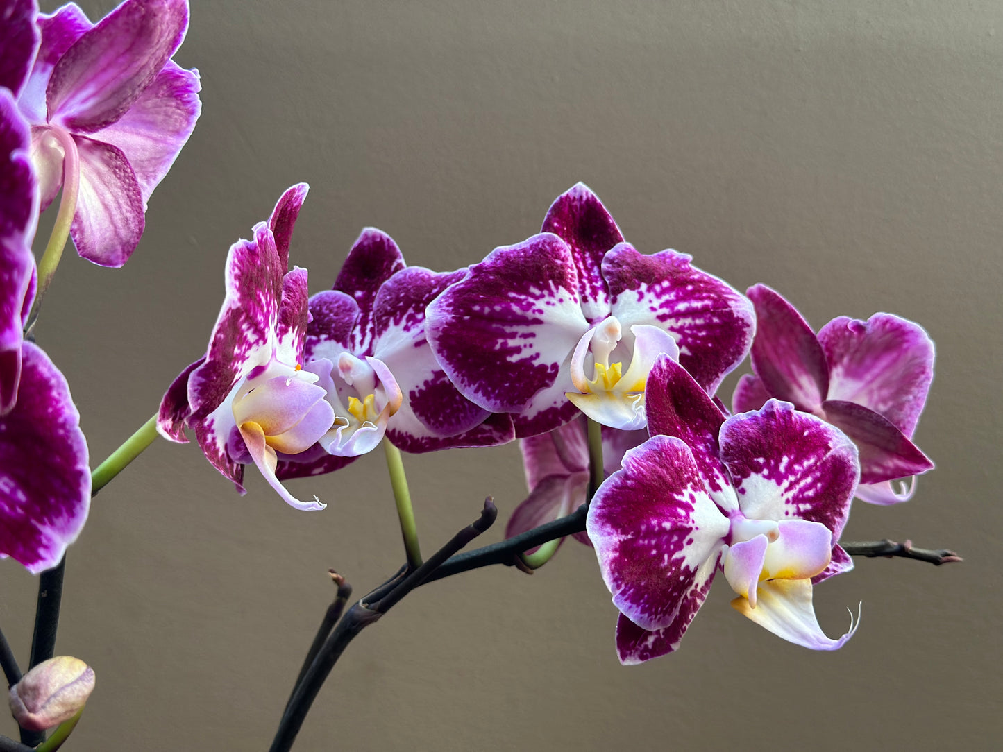 Multiflora Papillón