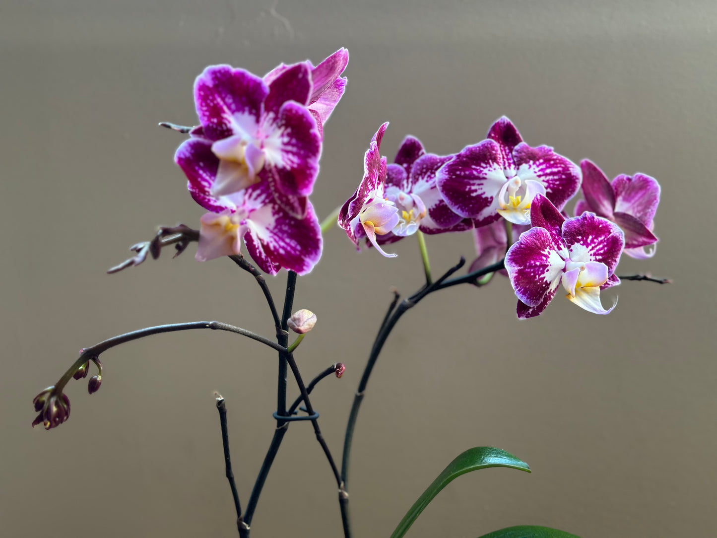 Multiflora Papillón