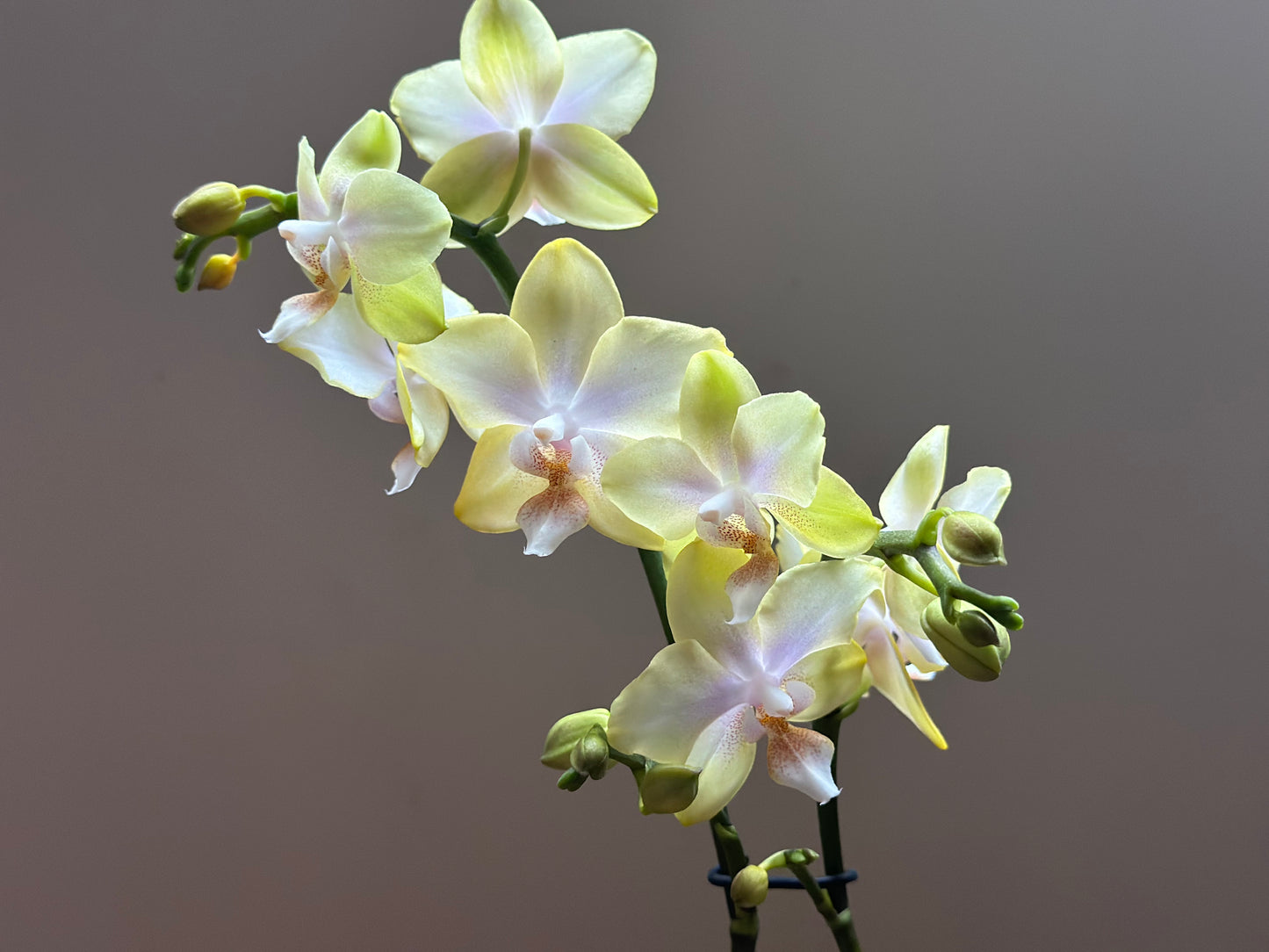 Multiflora Bolgheri Lemon