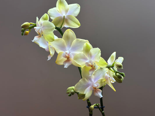 Multiflora Bolgheri Lemon
