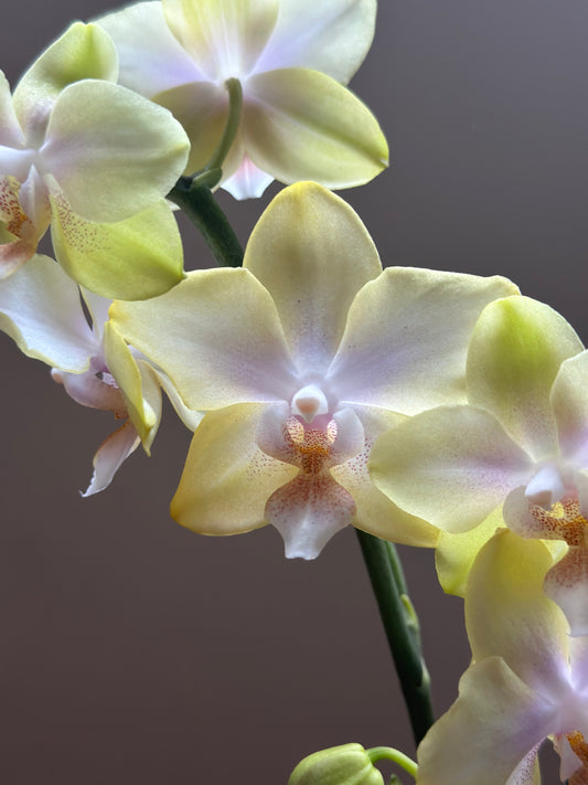 Multiflora Bolgheri Lemon