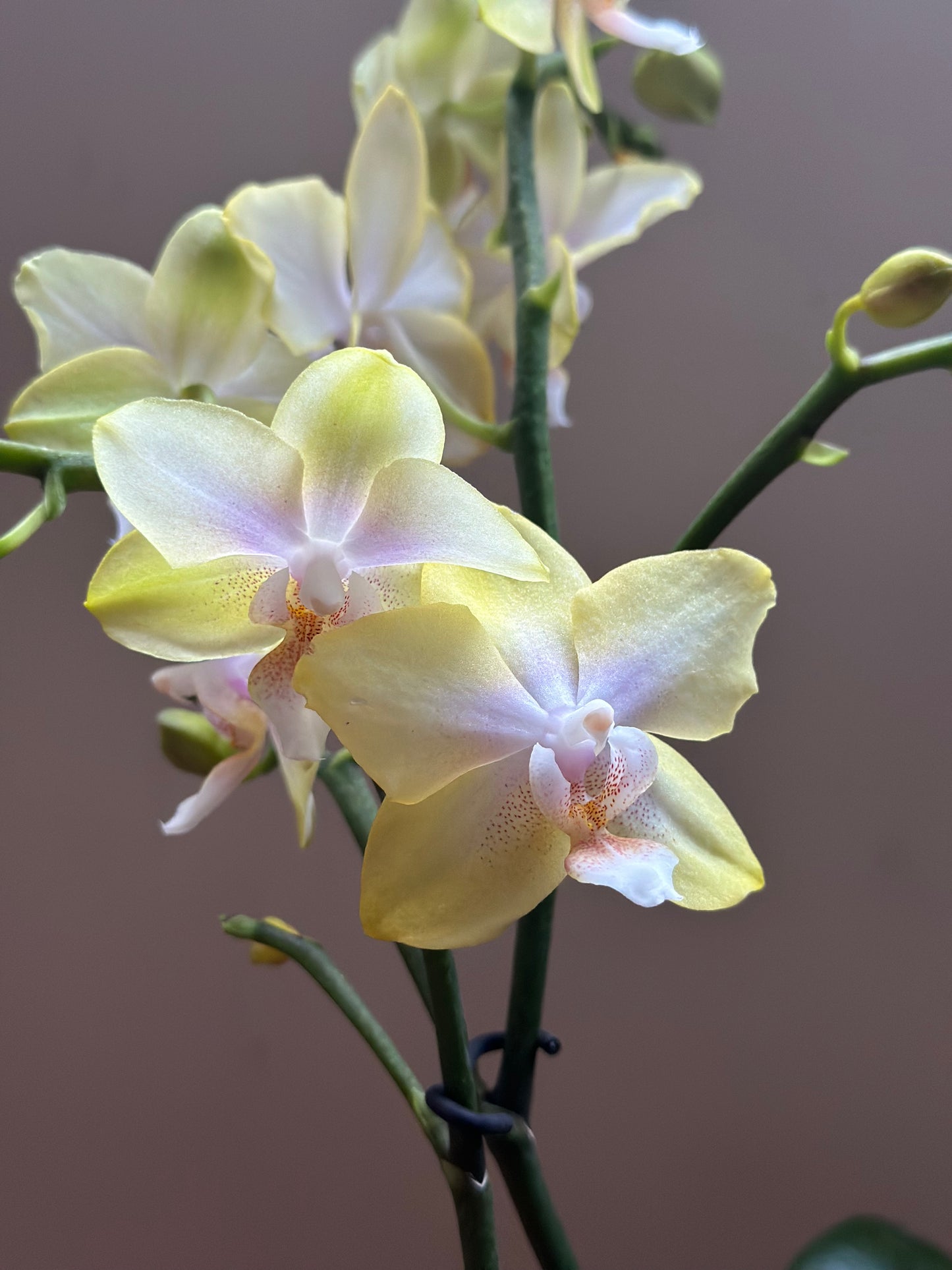 Multiflora Bolgheri Lemon
