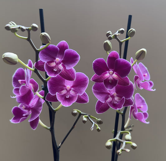 Multiflora Valentine