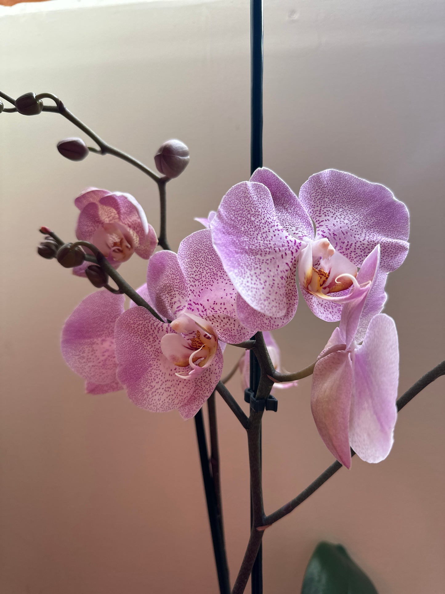 Orquídea Grande Jubilee