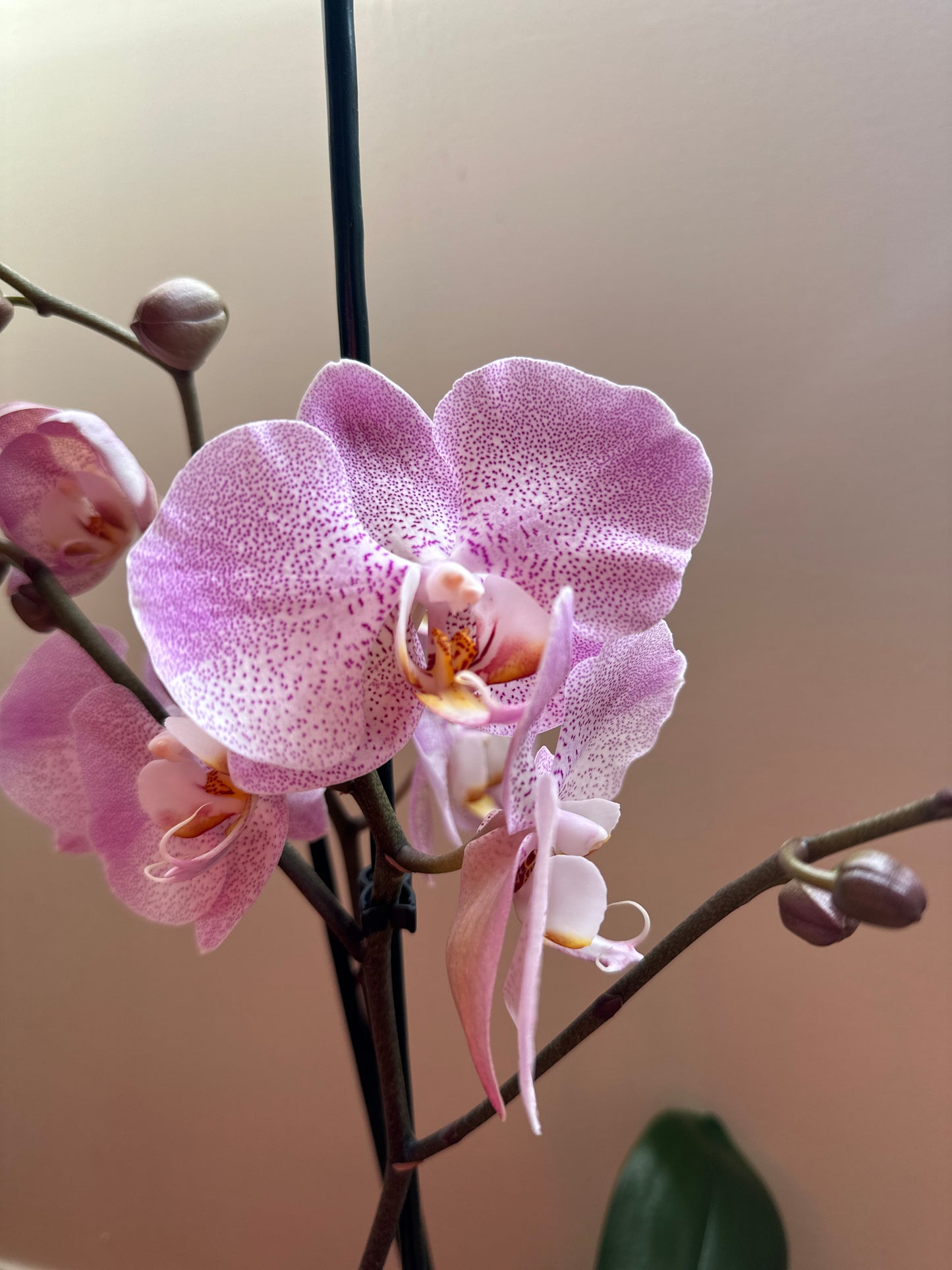 Orquídea Grande Jubilee