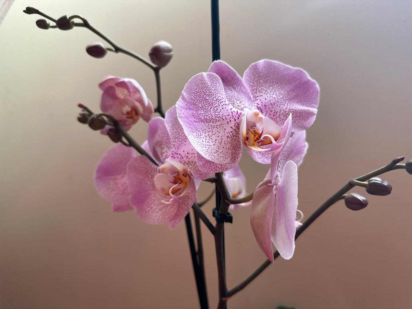 Orquídea Grande Jubilee