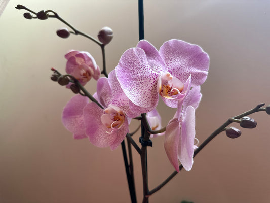 Orquídea Grande Jubilee