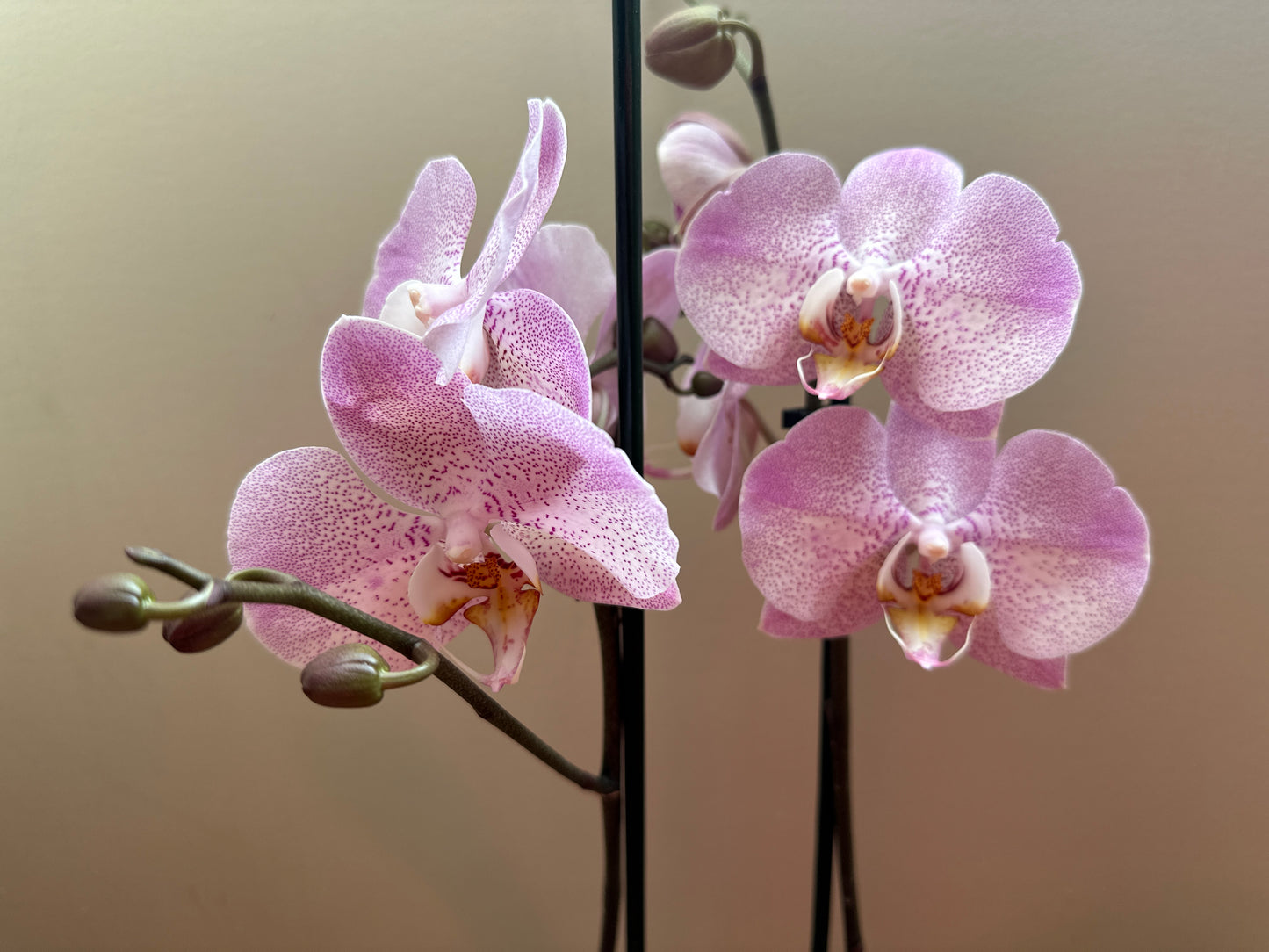 Orquídea Grande Jubilee