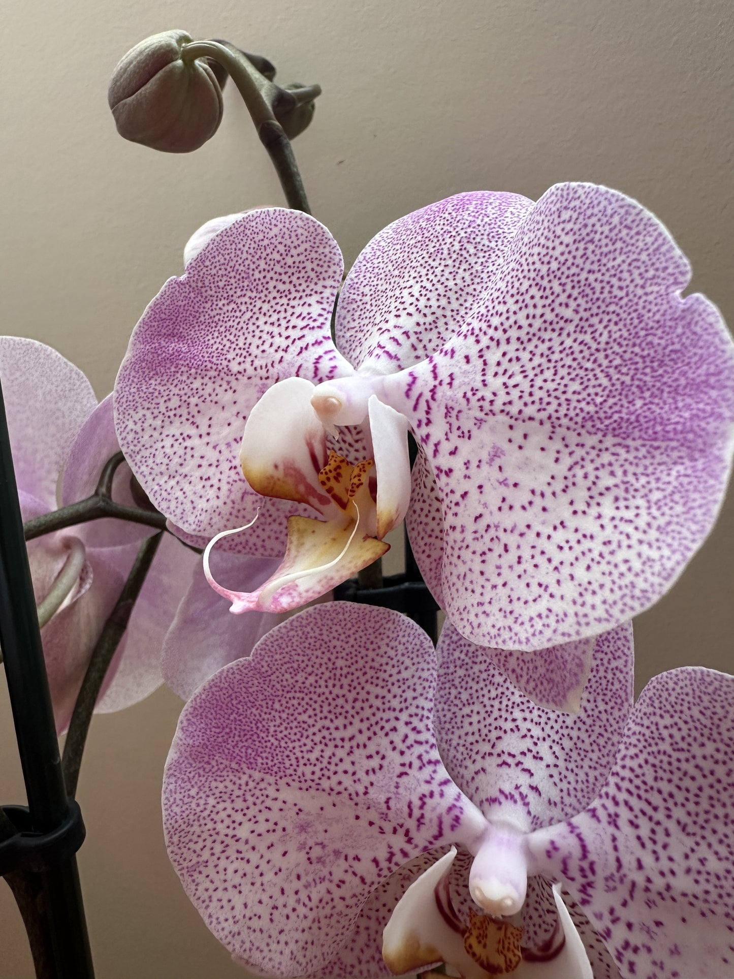 Orquídea Grande Jubilee