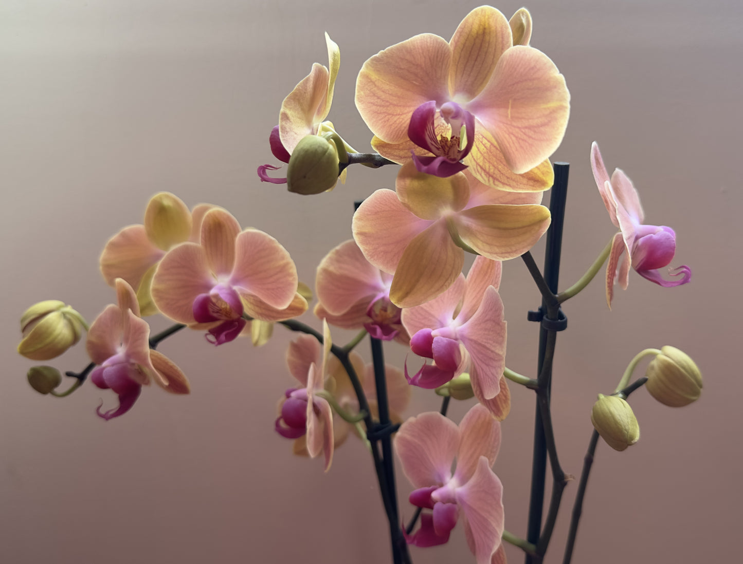 Orquídea Grande Babilonia
