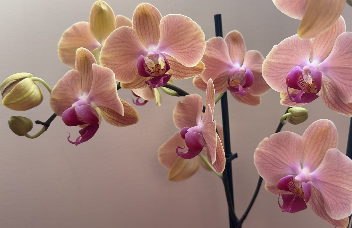 Orquídea Grande Babilonia