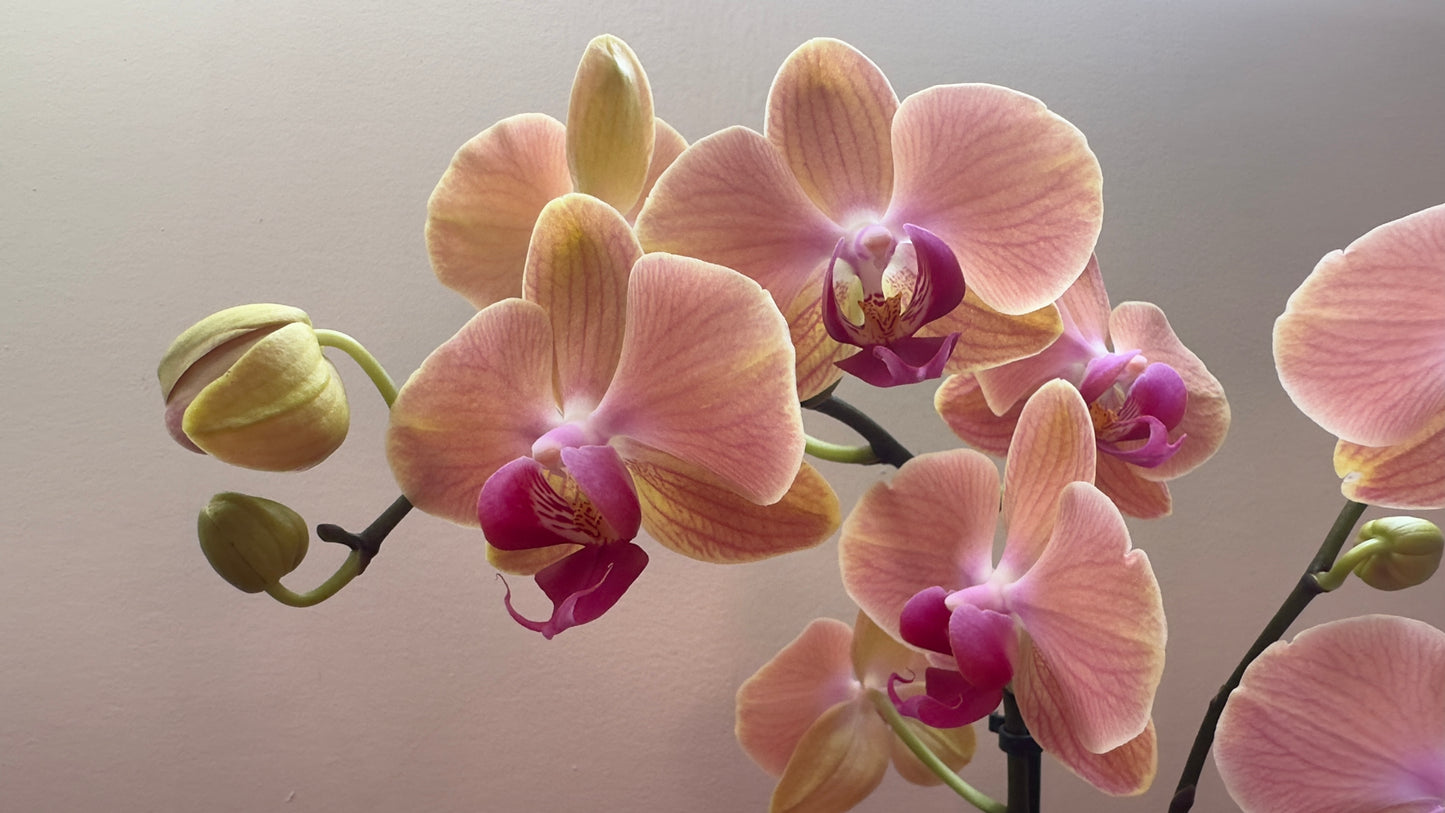 Orquídea Grande Babilonia