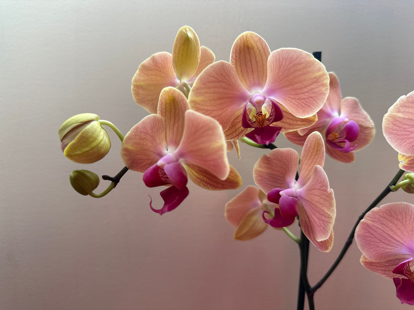 Orquídea Grande Babilonia