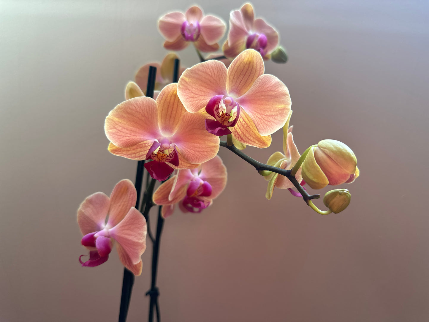 Orquídea Grande Babilonia