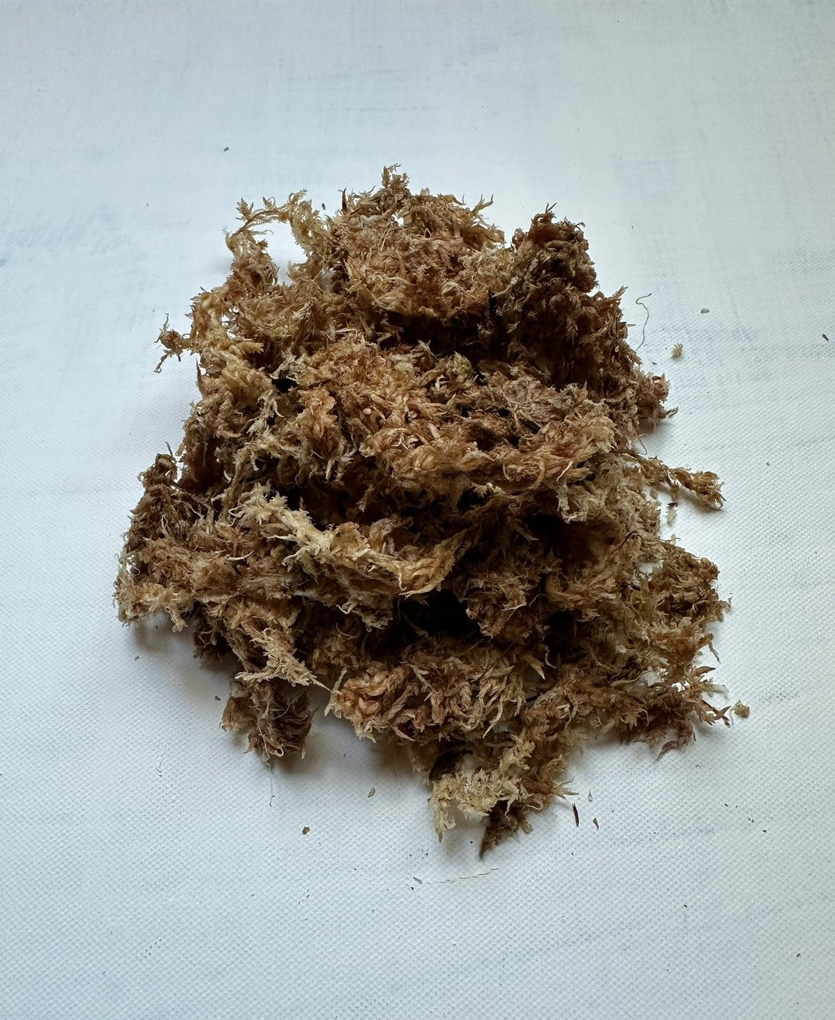 Musgo Sphagnum